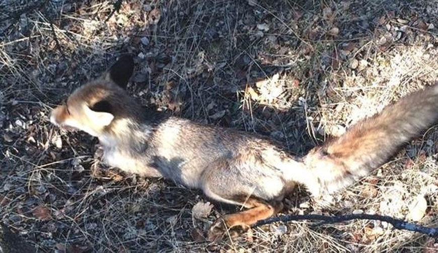 Niño muere por mordida de zorra; trataba de salvarla pero ésta le contagió rabia | El Imparcial de Oaxaca