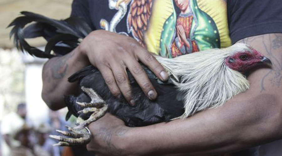 Veracruz da el primer paso para la prohibición de las peleas de gallos en México | El Imparcial de Oaxaca