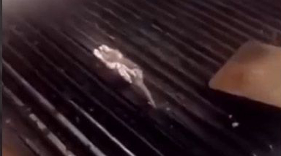 Video: Cocinan rata en restaurante de hamburguesas | El Imparcial de Oaxaca