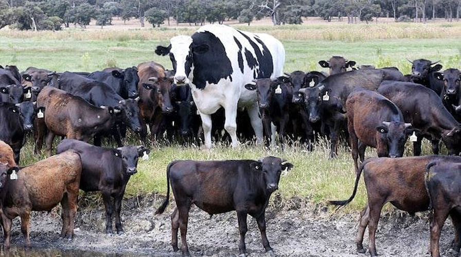 Video: Un bovino “gigante” se convierte en estrella de internet | El Imparcial de Oaxaca