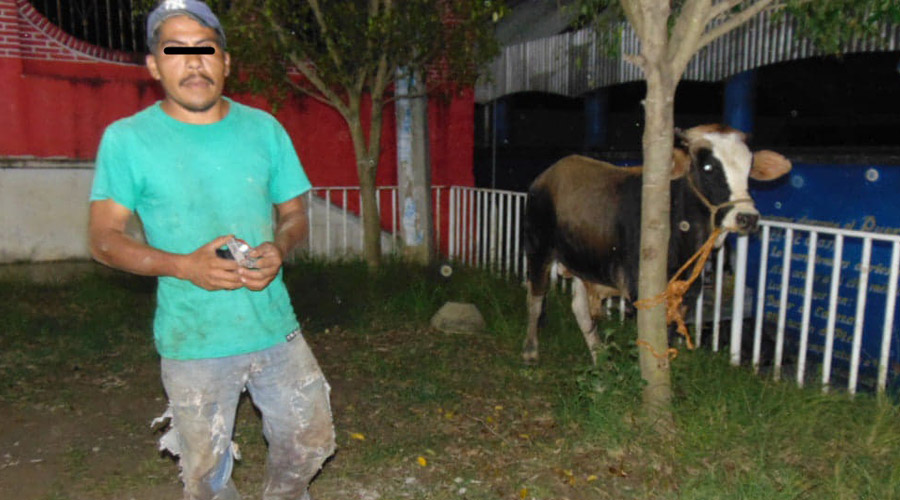 Detienen a presunto ratero de ganado en Chiquihuitlan | El Imparcial de Oaxaca