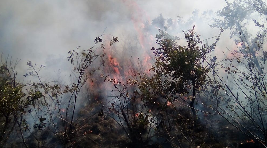 Durante doce horas, combaten incendio en Zaachila | El Imparcial de Oaxaca