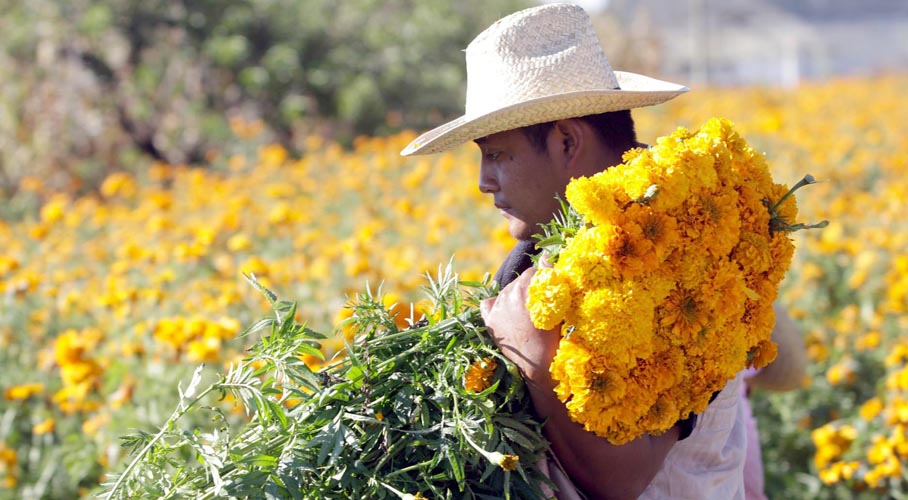 ¿Conoces las propiedades medicinales del cempasúchil? | El Imparcial de Oaxaca