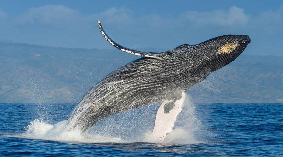 Por qué las ballenas jorobadas cambian su canto | El Imparcial de Oaxaca