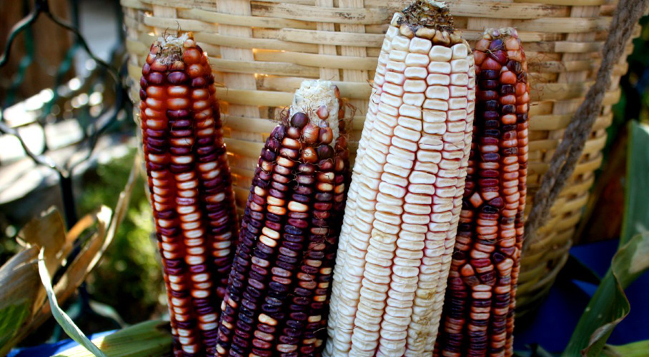 Universidades de EUA y empresa trasnacional se piratean el maíz de Oaxaca, dicen que lo ‘descubrieron’ | El Imparcial de Oaxaca