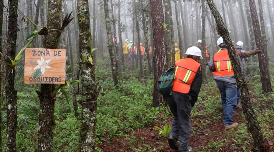 Inicia Conafor proyecto para apoyar a comunidades forestales de México | El Imparcial de Oaxaca