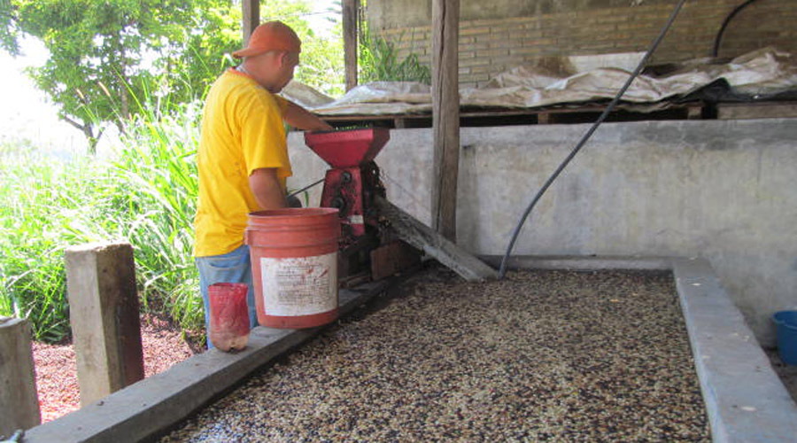 Preparan plan estratégico para el rescate del café en Huautla | El Imparcial de Oaxaca