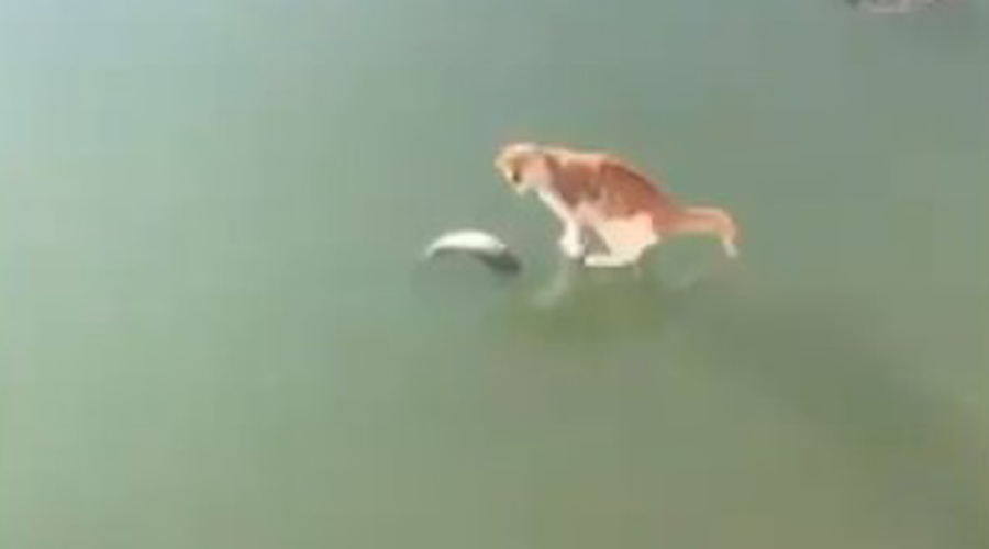 Video: Gato lucha contra el hielo para intentar apresar a un pez atrapado en un estanque congelado | El Imparcial de Oaxaca