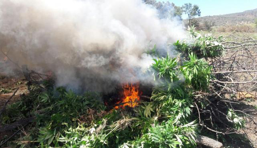 Destruye Ejército más de 6 mil plantíos de  mariguana y amapola en Oaxaca | El Imparcial de Oaxaca