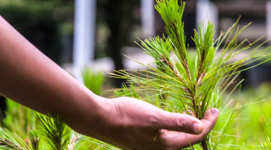 Enfermedades que se pueden curar con la naturaleza