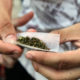 Propondrá Morena clubes para fumar mariguana en la calle sin ser sancionado