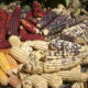 Empresa norteamericana roba especie de maíz nativo de Oaxaca
