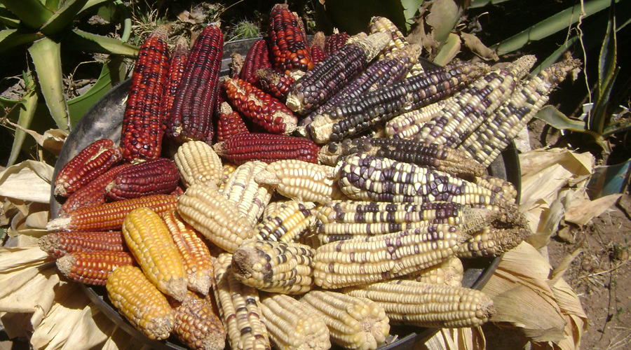 Empresa norteamericana roba especie de maíz nativo de Oaxaca | El Imparcial de Oaxaca