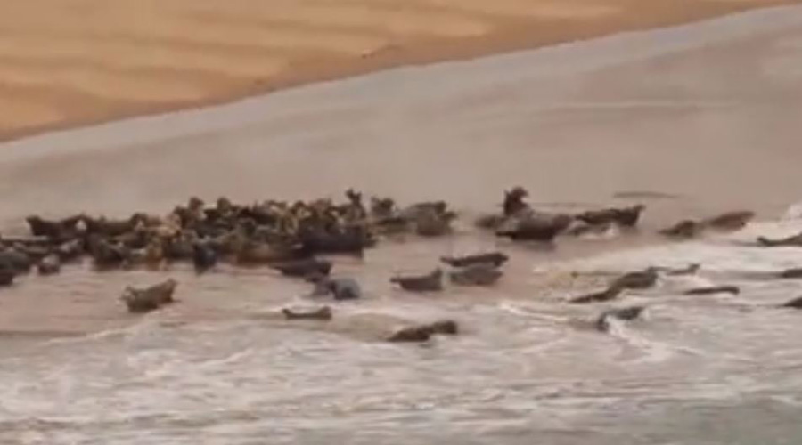 Video: Cientos de focas huyen de turistas que las perseguían para tomarles fotos | El Imparcial de Oaxaca