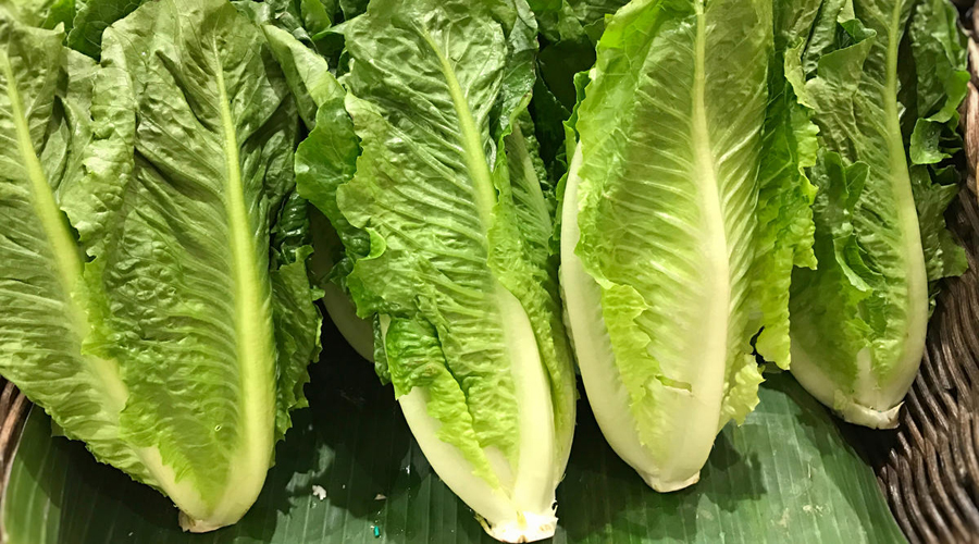 Brote de E. Coli, por qué declararon alerta nacional por la lechuga romana | El Imparcial de Oaxaca Brote de E. Coli, por qué declararon alerta nacional por la lechuga romana | El Imparcial de Oaxaca