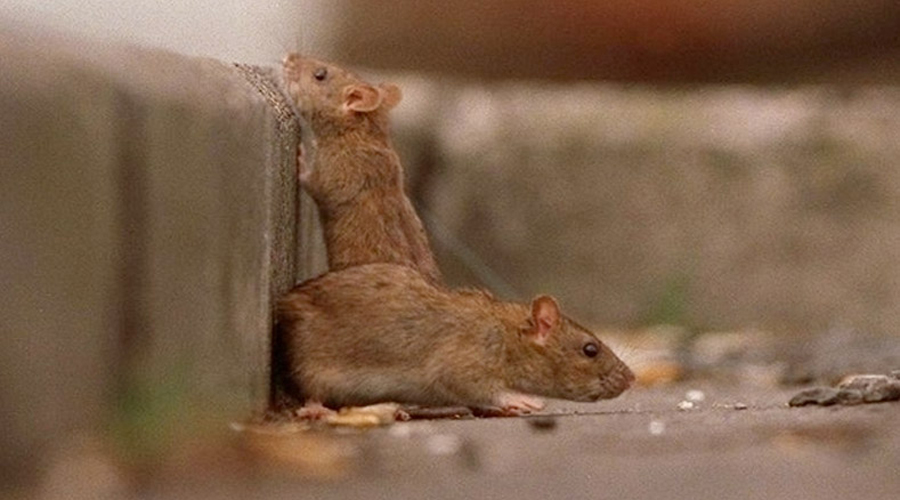 Video: Cierran restaurante por una plaga de ratas | El Imparcial de Oaxaca