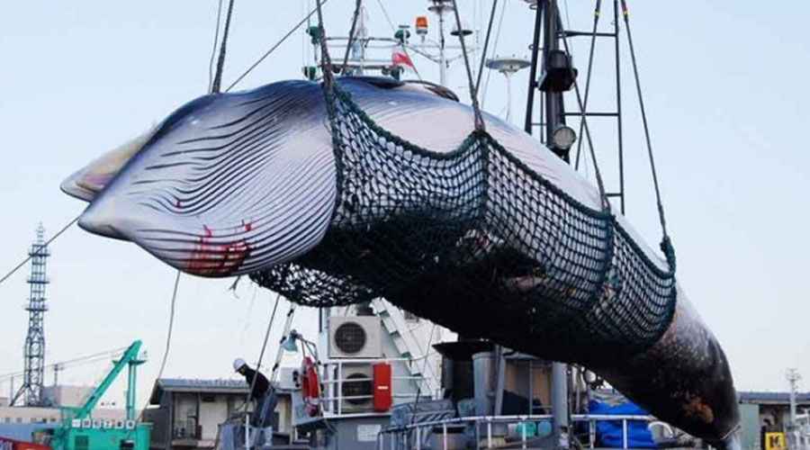 Francia critica decisión de Japón de volver a cazar ballenas