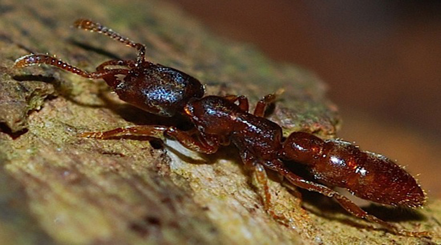La hormiga Drácula, es el animal que más rápido ataca | El Imparcial de Oaxaca