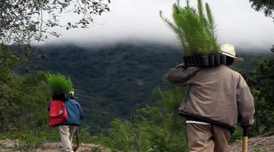 Impulsarán Ley  de reforestación en la Mixteca | El Imparcial de Oaxaca