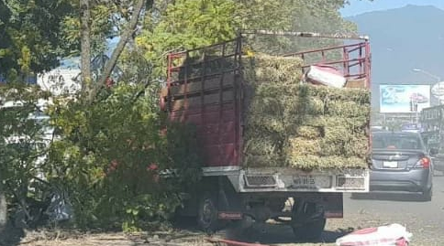 Choca camioneta contra árboles de camellón en Símbolos Patrios