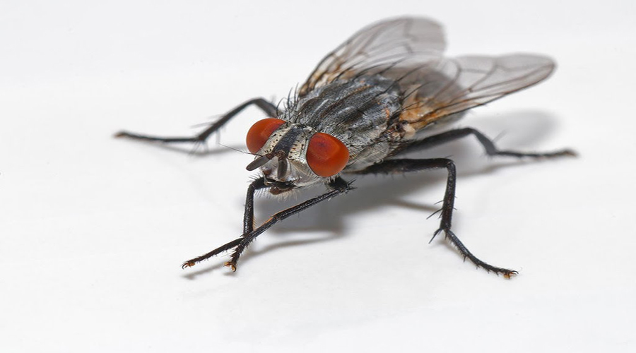 Por qué tenemos estas moscas alrededor desde hace 10 mil años | El Imparcial de Oaxaca