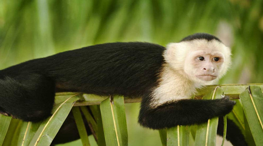 El misterio de los monos de Costa Rica que se están volviendo amarillos | El Imparcial de Oaxaca