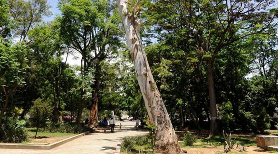 Dictaminan árboles  para su mantenimiento