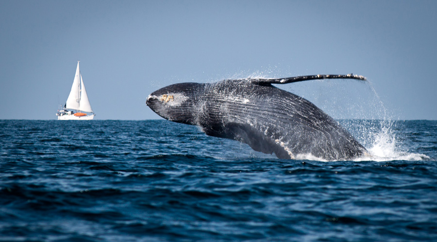 Japón anuncia reanudación de caza de ballenas para fines comerciales | El Imparcial de Oaxaca