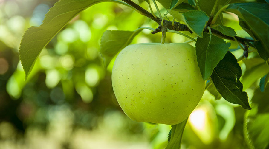 ¿Por qué es bueno comer una manzana verde en la noche? | El Imparcial de Oaxaca