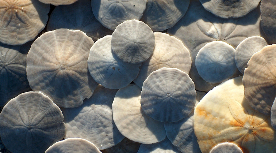 Dólares de arena, o cómo los erizos marinos se inmortalizan en hermosos fósiles | El Imparcial de Oaxaca