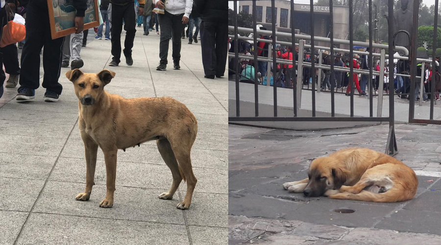 ‘Perros peregrinos’, canes abandonados en la Basílica | El Imparcial de Oaxaca