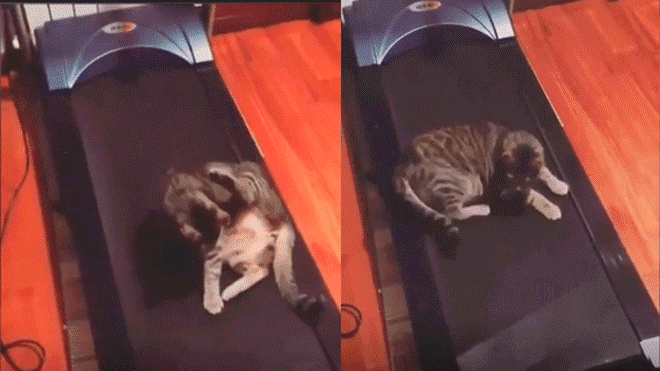 Video: Gato intenta sin éxito echar una siesta en caminadora | El Imparcial de Oaxaca