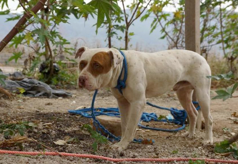 De victimario a víctima: sacrifican a can que le quitó la vida a bebé de 9 meses | El Imparcial de Oaxaca