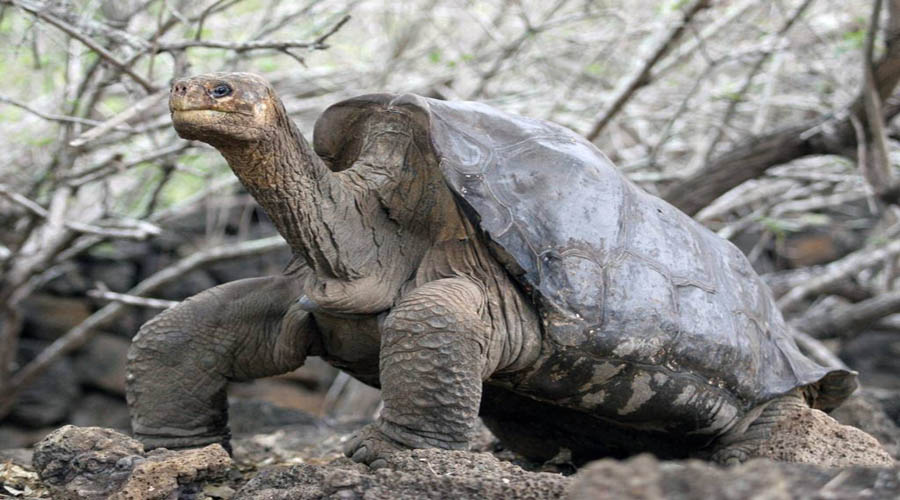 Jorge, famosa tortuga gigante podría tener la clave sobre la longevidad. | El Imparcial de Oaxaca