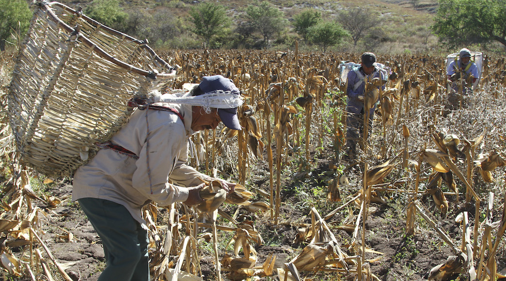 Piden homologar salario mínimo para campesinos de todo el país | El Imparcial de Oaxaca