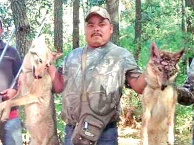Exhiben a regidor morenista de Michoacán por caza de lobos | El Imparcial de Oaxaca