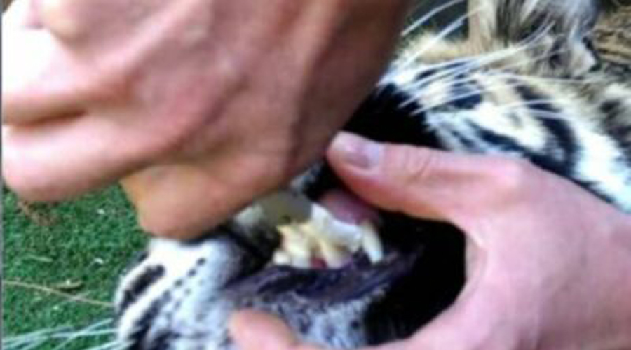 Video: Hombre le quita sin anestesia y con unas pinzas un diente picado a un tigre