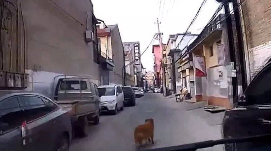 Video: Un perro guía a una ambulancia para que salve la vida de su dueño | El Imparcial de Oaxaca