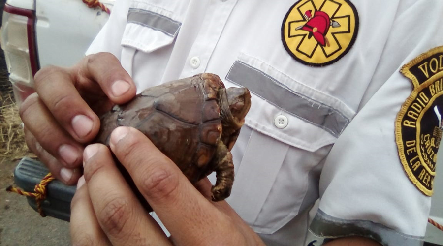 Rescatan tortuga en incendio, después de unos minutos muere | El Imparcial de Oaxaca