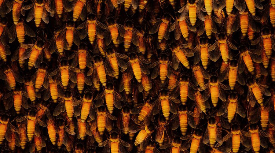 Video: Los psicodélicos movimientos de un nido de abejas gigantes | El Imparcial de Oaxaca