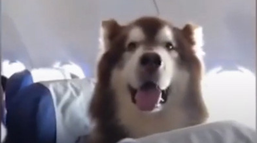 Video: Tierno pasajero aéreo de cuatro patas causa furor en redes