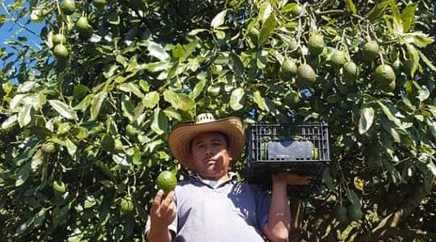 Buscan potencializar  el cultivo de aguacate  en la Mixteca de Oaxaca | El Imparcial de Oaxaca