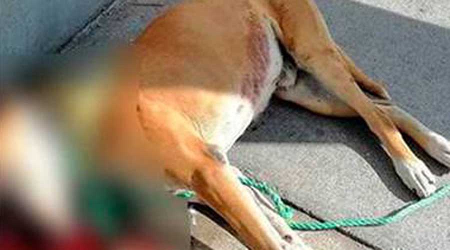 Video: Así murió Miguel, el perrito que le explotó un cohete en su hocico | El Imparcial de Oaxaca