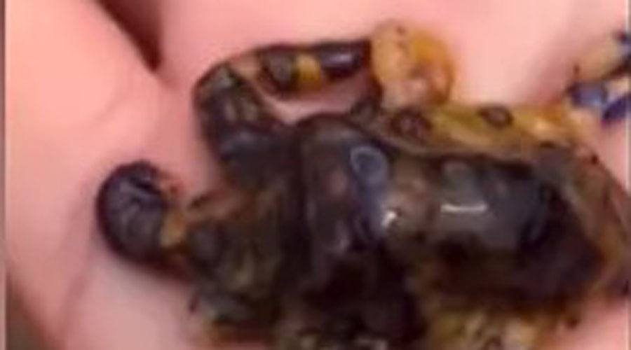 Video: Sostiene con la mano a una de las criaturas más venenosas del mundo