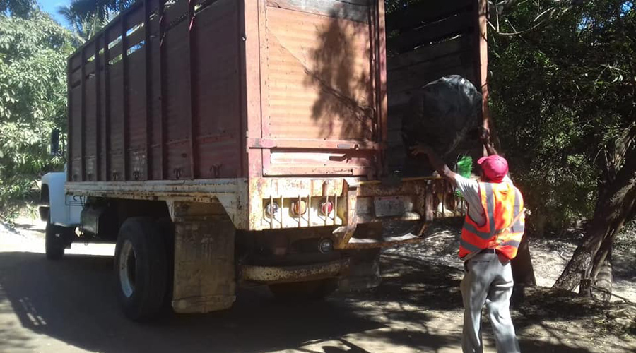 Zopilote Costeño se aprovecha  de la recolección de basura | El Imparcial de Oaxaca