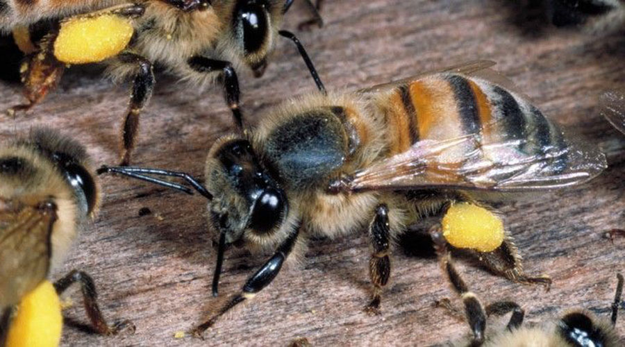 Se incrementan ataques de abejas africanas en el Istmo | El Imparcial de Oaxaca