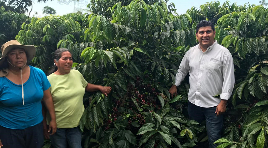 Impulsan reactivación de zonas cafetaleras de Oaxaca