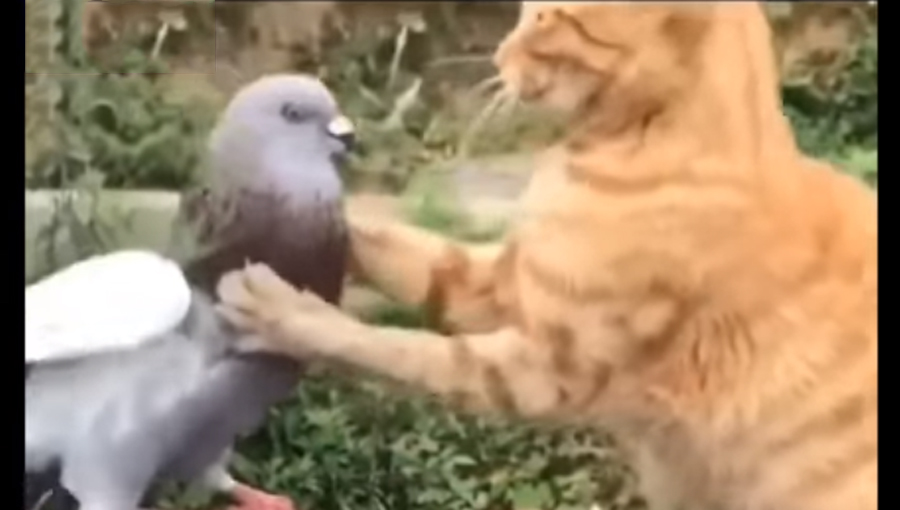 Video: La tierna pelea entre un gato y una paloma que se hace viral | El Imparcial de Oaxaca