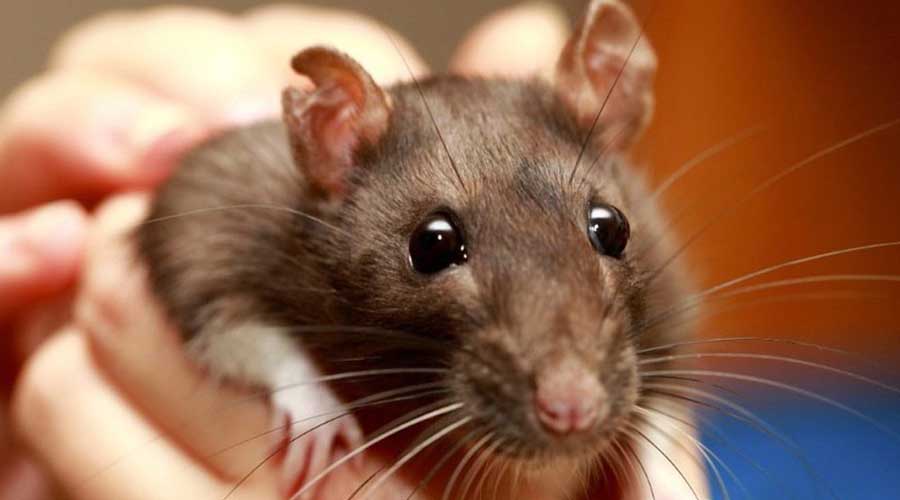 La mortal enfermedad transmitida por ratas | El Imparcial de Oaxaca