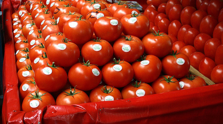 Productores de tomate pagarán más aranceles para exportarlo a EU | El Imparcial de Oaxaca